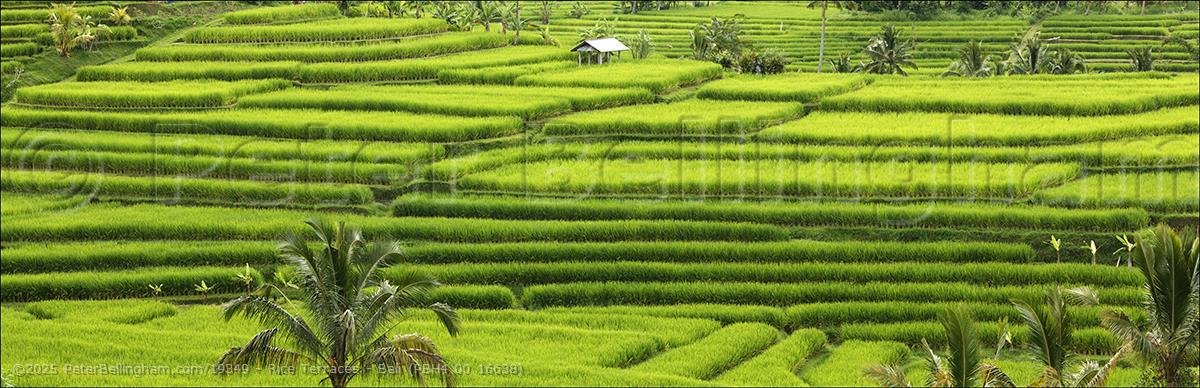 Peter Bellingham Photography Rice Terraces - Bali (PBH4 00 16638)